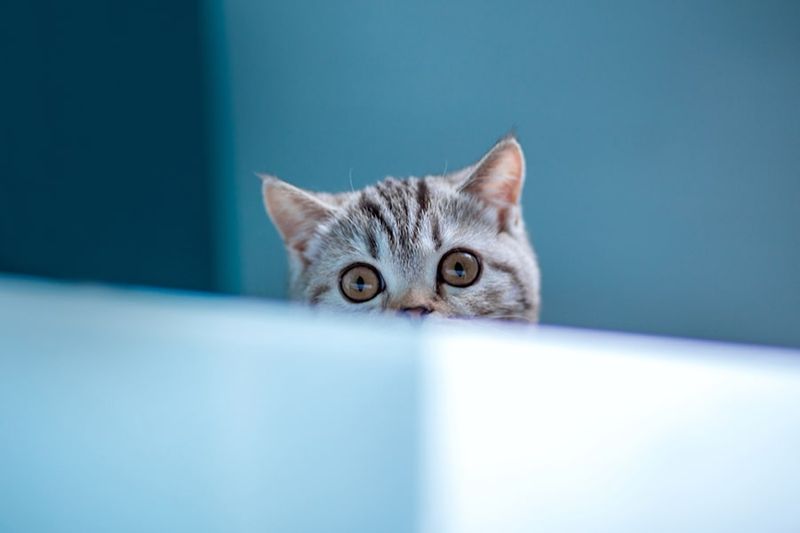 American Shorthair