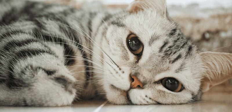 American Shorthair