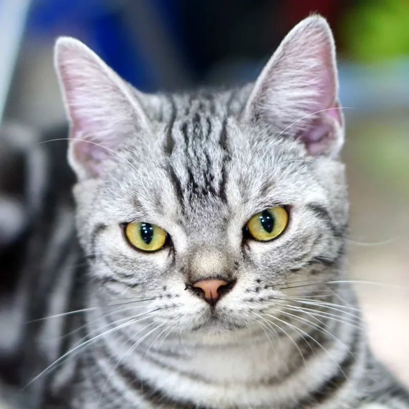 American Shorthair