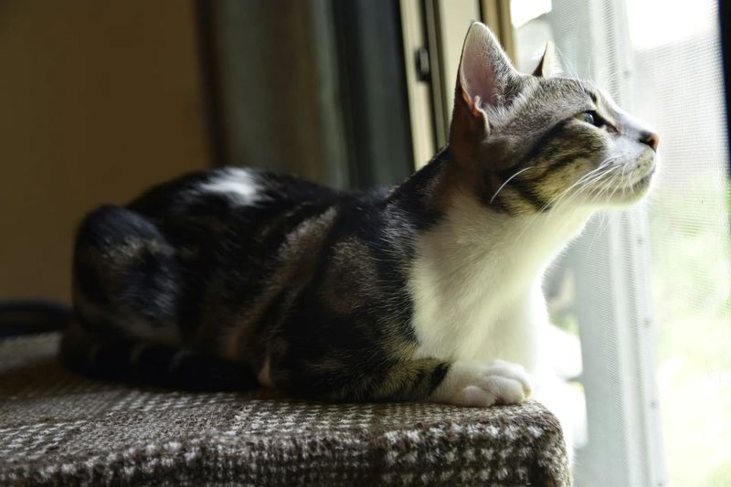 American Shorthair