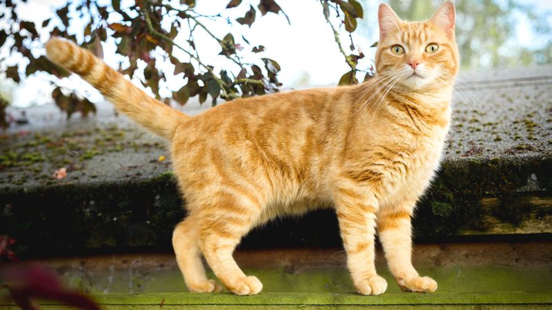 American Shorthair