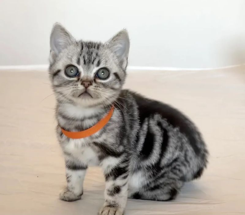 American Shorthair