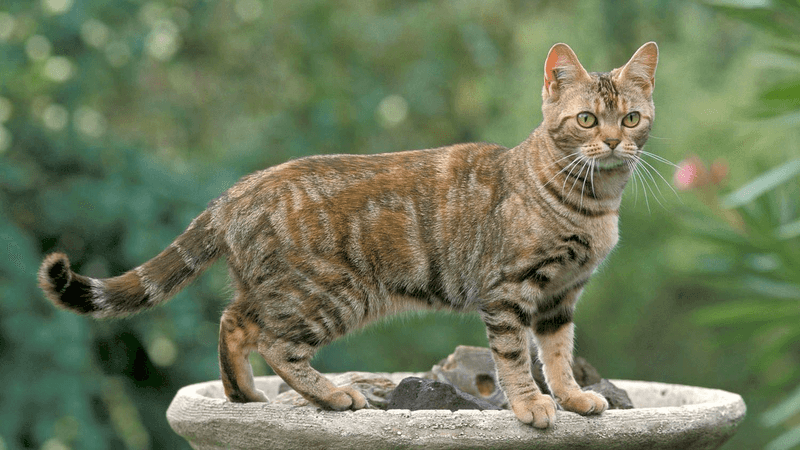 American Shorthair