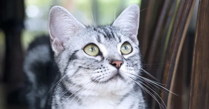 American Shorthair