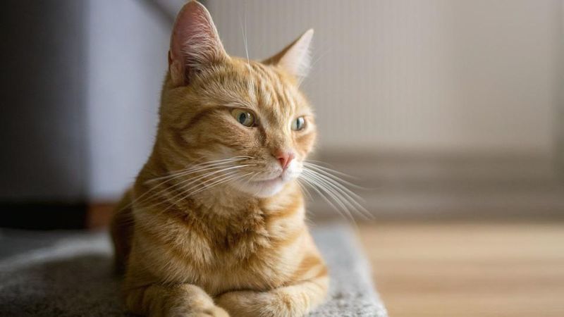 American Shorthair