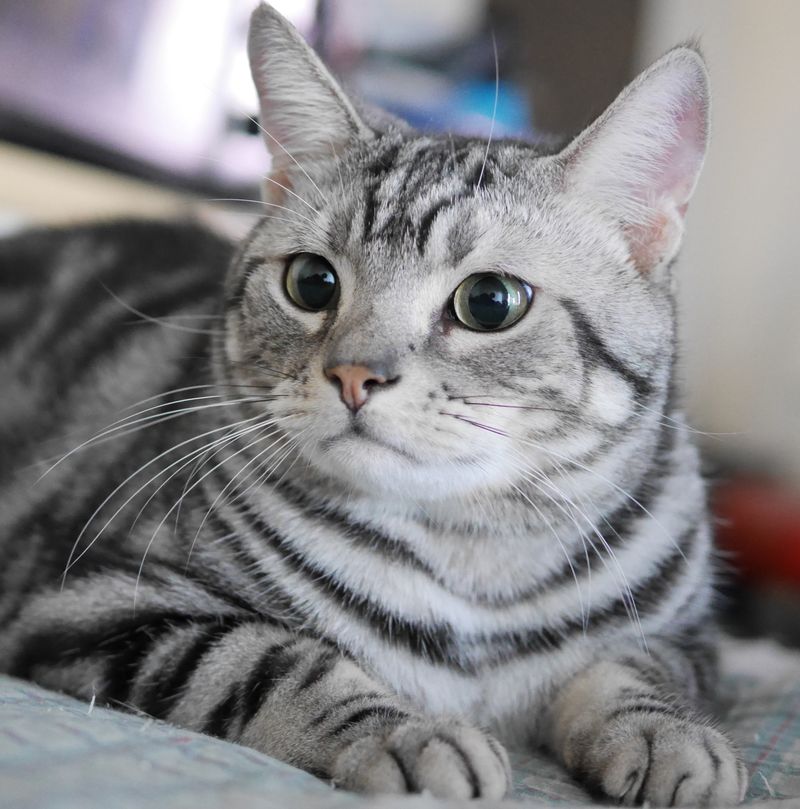 American Shorthair