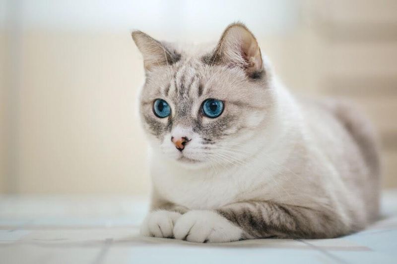 American Shorthair