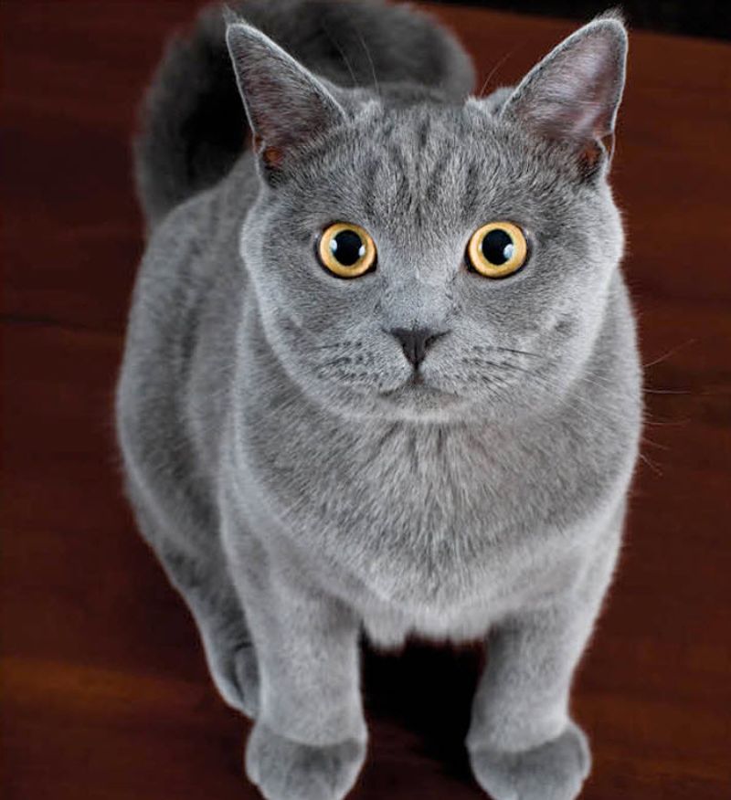 American Shorthair Blue