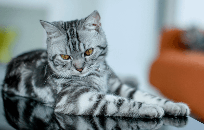 American Shorthair