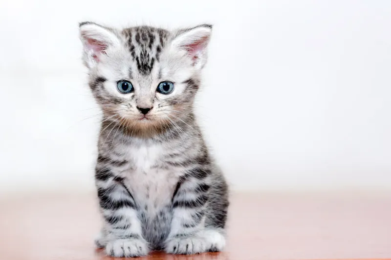 American Shorthair