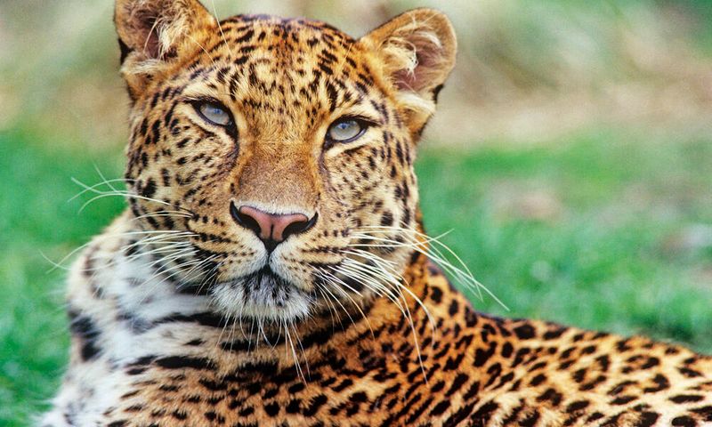 Amur Leopard