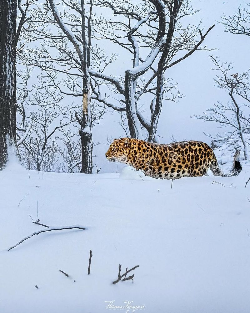 Amur Leopard
