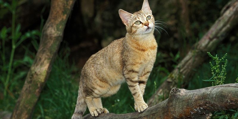 Ancestral Connection to Wild Origins