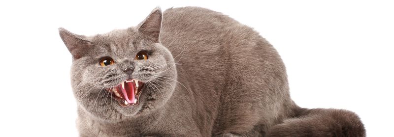 Angry Human Voices
