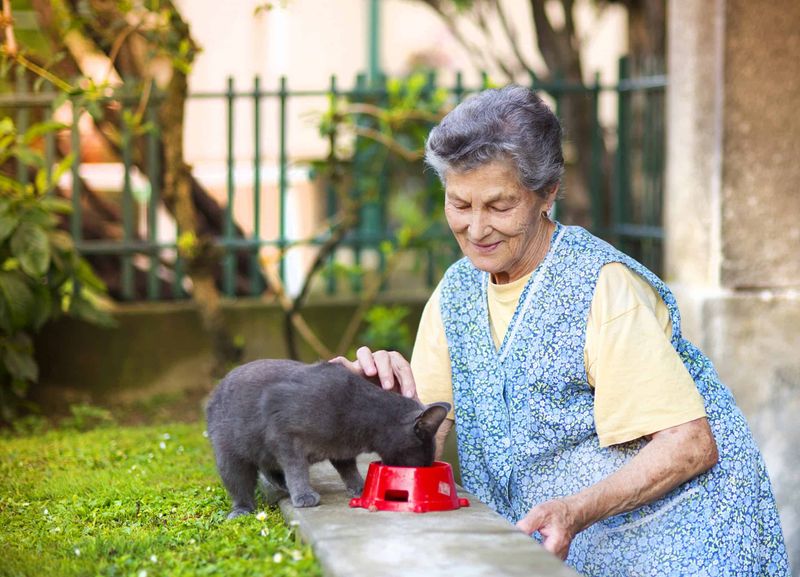 Apartment-Friendly Companions
