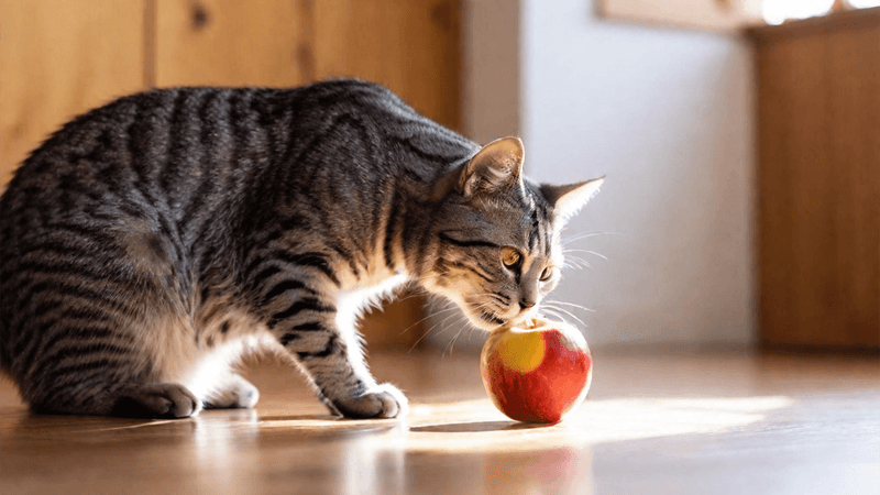 Apples