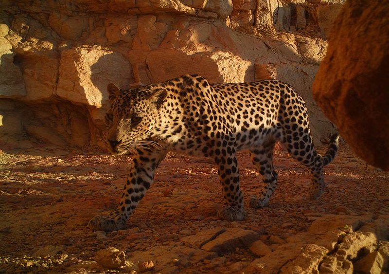 Arabian Leopard
