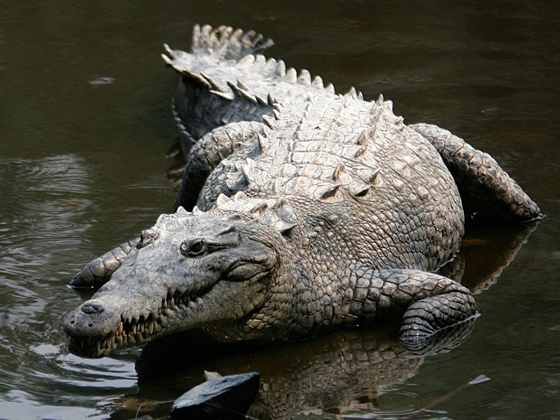 American Crocodiles