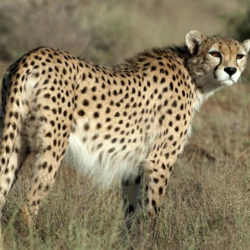 Asiatic Cheetah