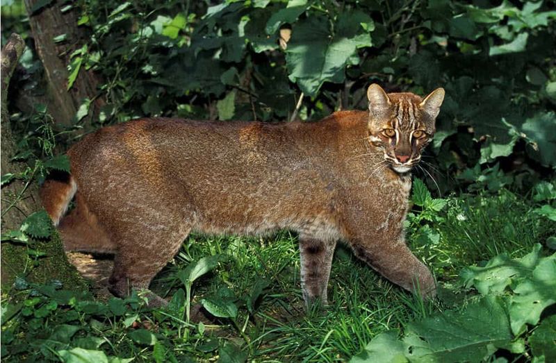 Asiatic Golden Cat