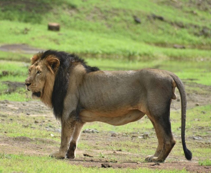 Asiatic Lion