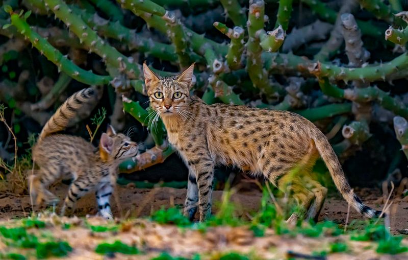 Asiatic Wildcat