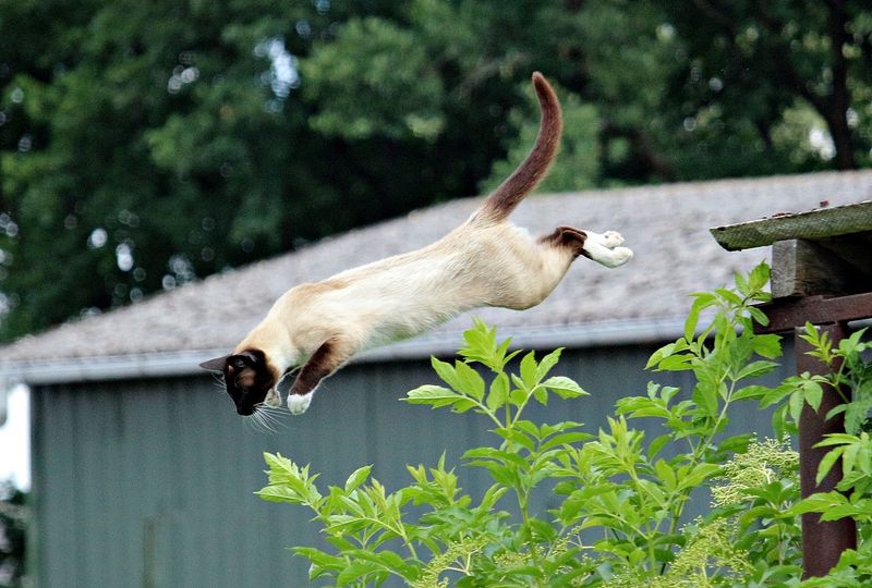 Athletic Prowess