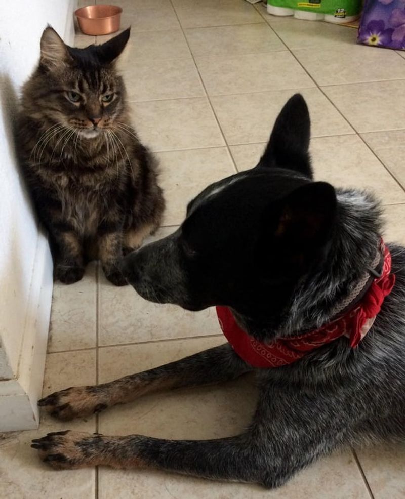 Australian Cattle Dog and Maine Coon
