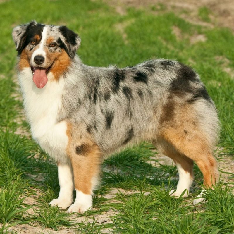 Australian Shepherds