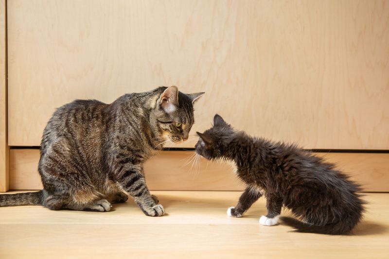 Avoidance of Other Pets
