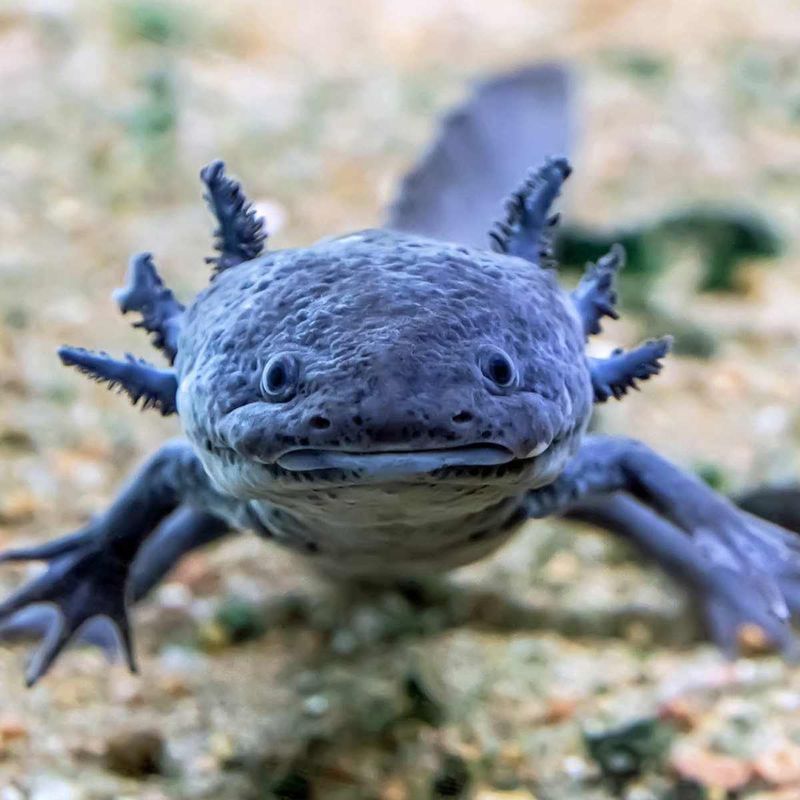 Axolotl