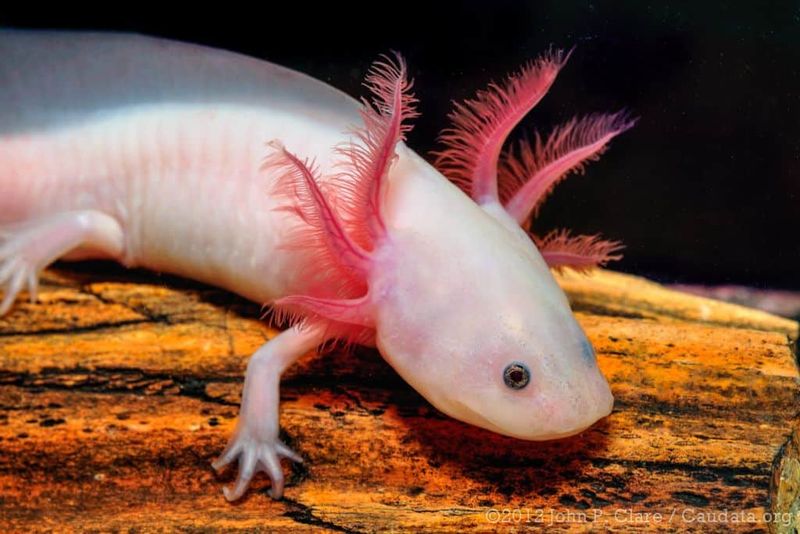 Axolotls