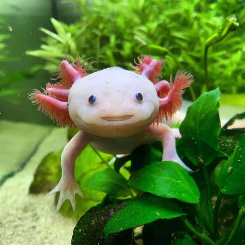Axolotls