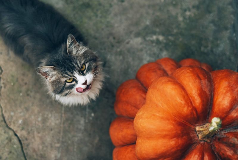 BEST: Pumpkin