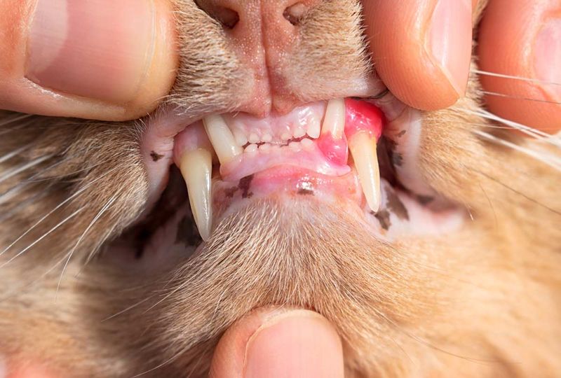 Bad Breath or Drooling