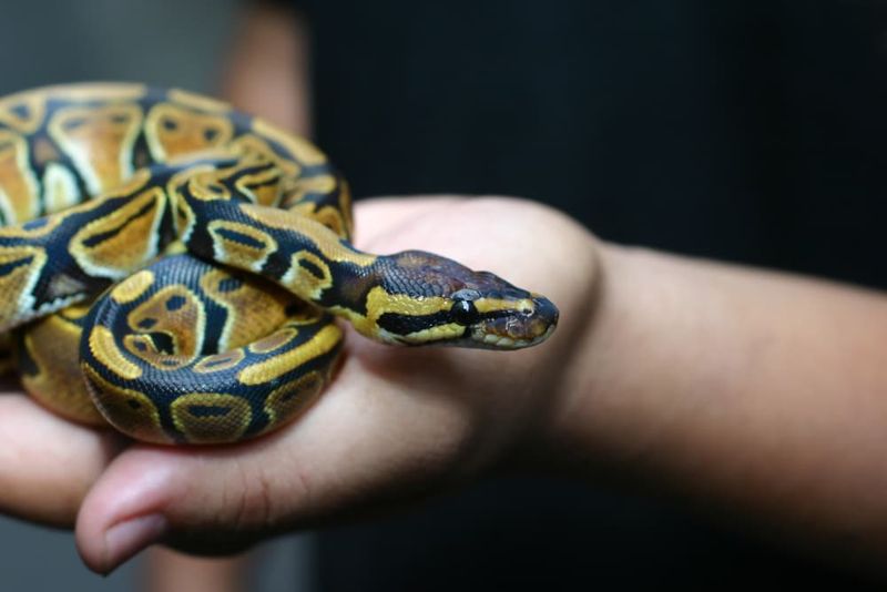 Ball Pythons