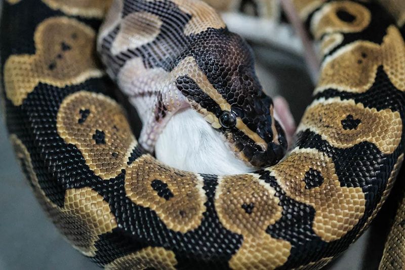 Ball Pythons