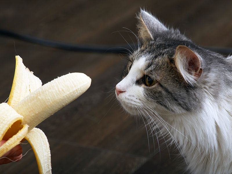 Bananas