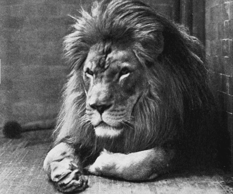 Barbary Lion