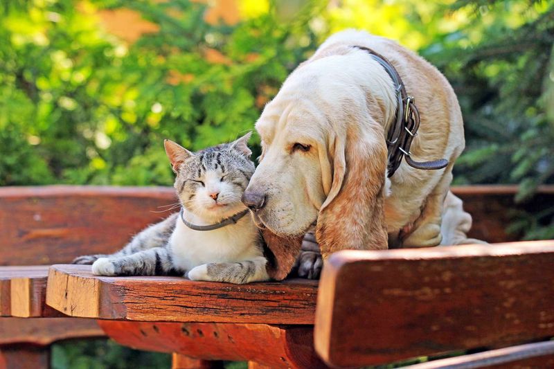 Basset Hound