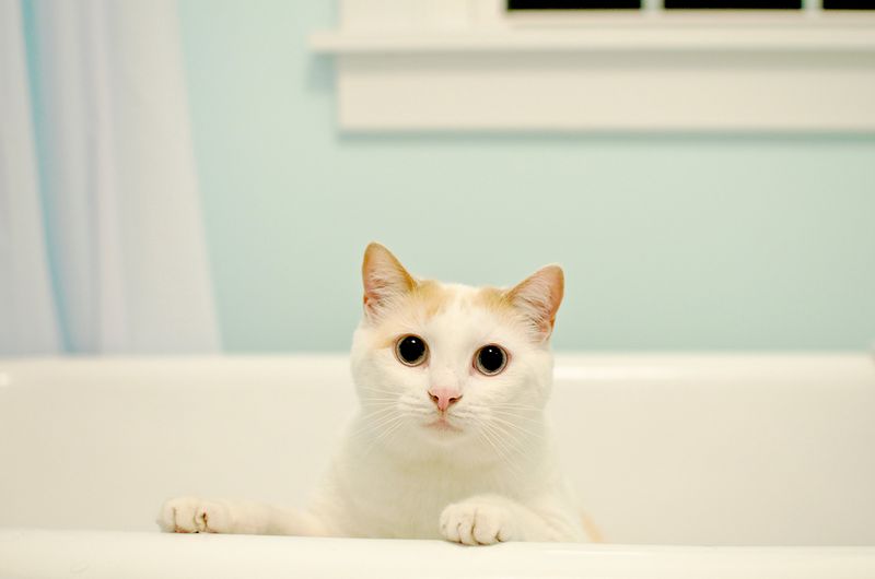 Bathtub Blues
