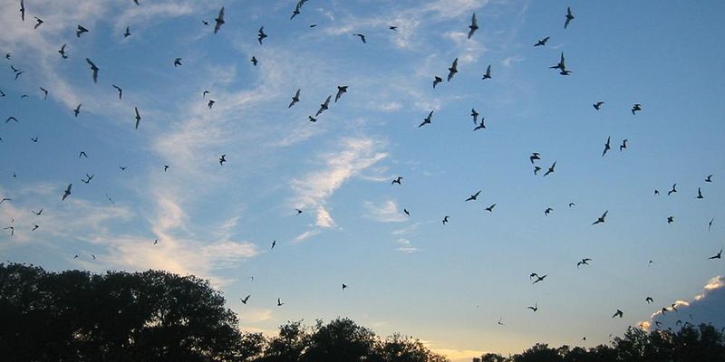 Bats