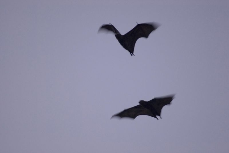 Bats