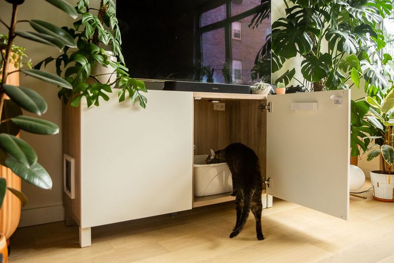 Be Patient With Litter Box Issues