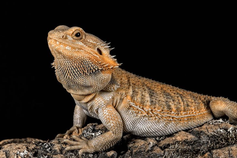 Bearded Dragons