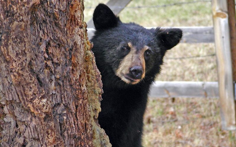 Bears
