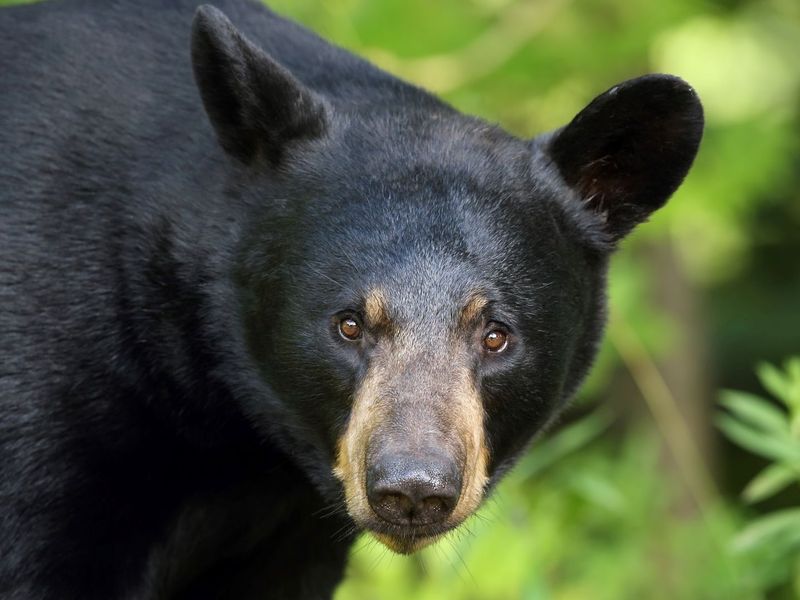 Bears