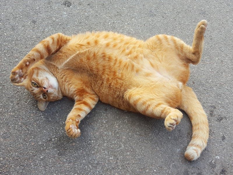 Belly Exposure Moments