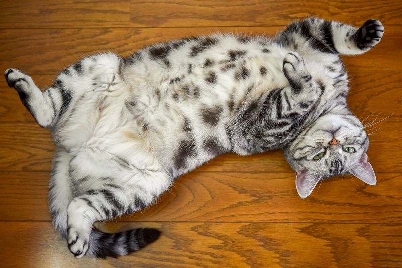 Belly Exposure When Relaxing