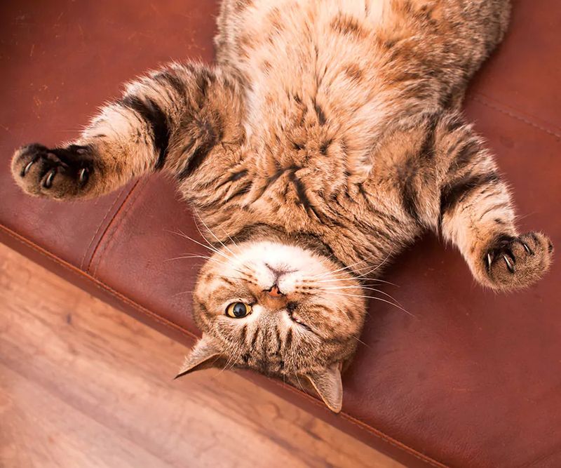 Belly Exposure While Resting